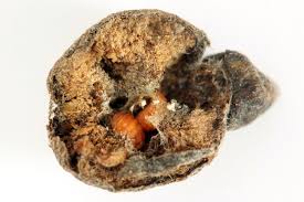 Attēlu rezultāti vaicājumam “Rabdophaga salicis”