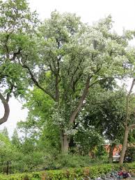 Attēlu rezultāti vaicājumam “Malus baccata”