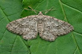 Attēlu rezultāti vaicājumam “Ectropis crepuscularia”