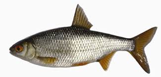 Image result for Rutilus heckelii