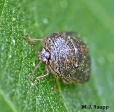 Attēlu rezultāti vaicājumam “Cribraria costata”