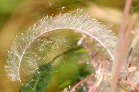 Attēlu rezultāti vaicājumam “Epilobium angustifolium fruit”
