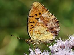 Attēlu rezultāti vaicājumam “Brenthis daphne upperside”
