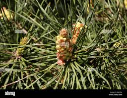 Attēlu rezultāti vaicājumam “Pinus sylvestris var. turfosa”