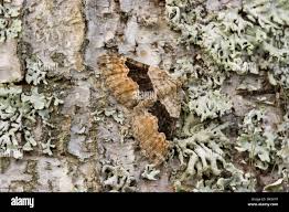 Attēlu rezultāti vaicājumam “Xanthorhoe quadrifasiata”