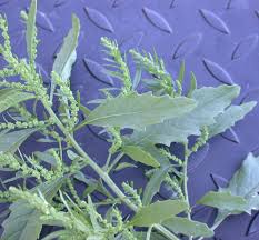 Image result for Chenopodium ambrosioides