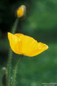 Image result for Alpenmohn