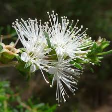 Attēlu rezultāti vaicājumam “Trichia ambigua”