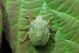 Attēlu rezultāti vaicājumam “Palomena prasina nymph”
