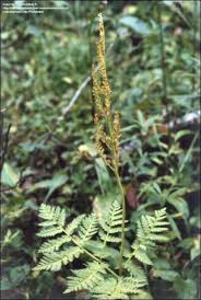 Attēlu rezultāti vaicājumam “Botrychium virginianum”