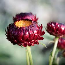 Image result for Helichrysum bracteatum