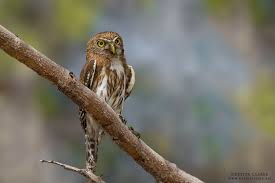 Attēlu rezultāti vaicājumam “Lycogala convexum young”