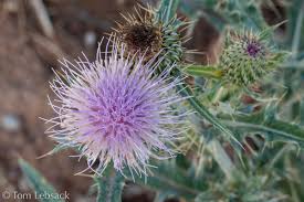 Attēlu rezultāti vaicājumam “Cirsium x rigens flower”
