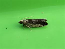 Attēlu rezultāti vaicājumam “Epinotia ramella”