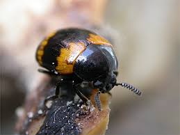 Attēlu rezultāti vaicājumam “Diaperis boleti”