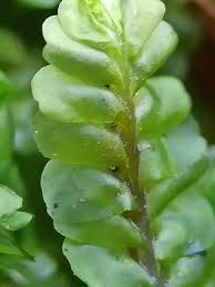 Attēlu rezultāti vaicājumam “Plagiochila asplenioides”