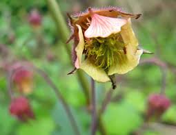 Attēlu rezultāti vaicājumam “xComagaria rosea  flower”