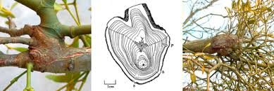 Attēlu rezultāti vaicājumam “Blepharidopterus angulatus imago”
