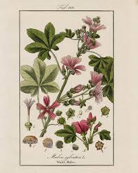 Image result for Malve