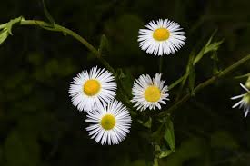 Attēlu rezultāti vaicājumam “Erigeron annuus flower”