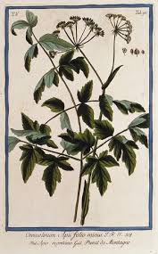 Attēlu rezultāti vaicājumam “Peucedanum oreoselinum flower”