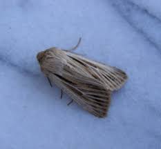 Attēlu rezultāti vaicājumam “Leucania comma”