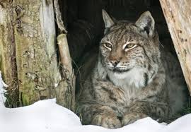 Attēlu rezultāti vaicājumam “Lynx lynx”