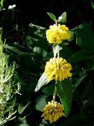 Image result for Chrysanthemum ptarmiciflorum