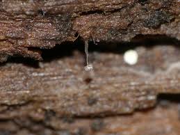 Attēlu rezultāti vaicājumam “Physarum album young”