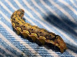 Attēlu rezultāti vaicājumam “Noctuidae”