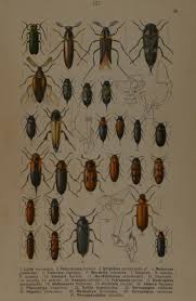 Attēlu rezultāti vaicājumam “Tetratoma ancora”