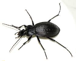 Attēlu rezultāti vaicājumam “Carabus hortensis”