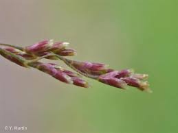 Attēlu rezultāti vaicājumam “Puccinellia distans”