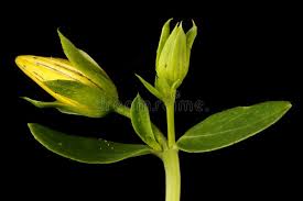 Attēlu rezultāti vaicājumam “Hypericum perforatum bud”