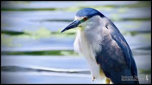 Image result for Nycticorax nycticorax