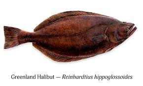 Image result for Reinhardtius hippoglossoides