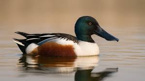 Attēlu rezultāti vaicājumam “Anas clypeata”