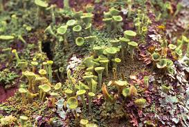 Attēlu rezultāti vaicājumam “Cladonia fimbriata”
