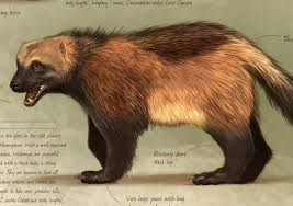 Attēlu rezultāti vaicājumam “Carnivora”