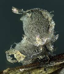 Attēlu rezultāti vaicājumam “Lamproderma pseudomaculatum”