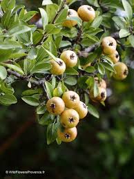 Attēlu rezultāti vaicājumam “Pyrus”