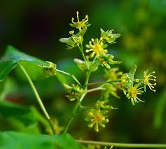 Attēlu rezultāti vaicājumam “Acer campestre fruit”