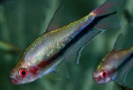 Attēlu rezultāti vaicājumam “Bilimbia tetramera”