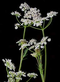 Image result for Carum carvi