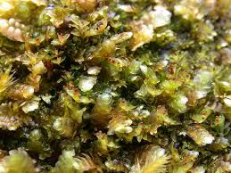 Attēlu rezultāti vaicājumam “Tritomaria exsectiformis”