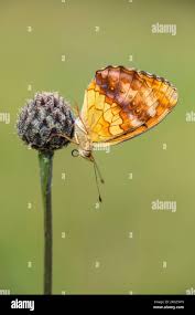 Attēlu rezultāti vaicājumam “Brenthis daphne underside”