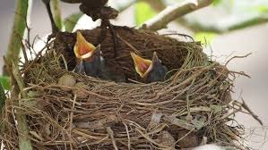 Attēlu rezultāti vaicājumam “Turdus merula eggs”