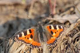 Image result for Small Tortoiseshell