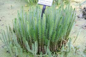 Attēlu rezultāti vaicājumam “Hippuridaceae”