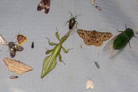 Attēlu rezultāti vaicājumam “Palomena prasina imago”